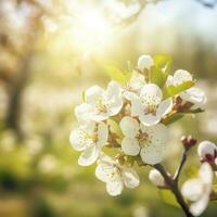 Spring blossom background. Nature scene with blooming tree and sun flare. Spring flowers. Beautiful orchard , generat ai photo