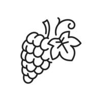 Bunch of grape on stem with leaf isolate line icon vector