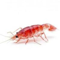 cherry shrimp isolated on white background, generate ai photo