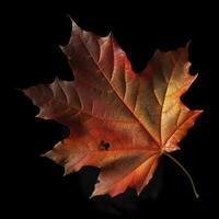 autumn maple leave in a row, vivid colors, panorama illustration on black background photo