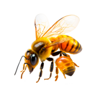 occidental miel abeja insecto acuerdo abejas abejorro, abeja transparente antecedentes png generativo ai