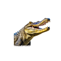 cinzento crocodilo png ai generativo