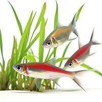 Tetras isolated on white background, generate ai photo