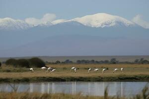 A group of flamingos wading through a lush wetland with mountains in the background, generate ai photo