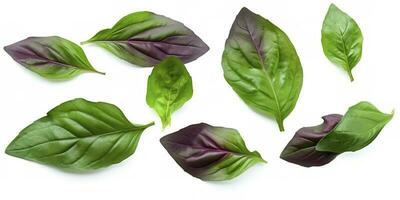 Green basil leaves with Clipping paths, full depth of field. Fresh red basil herb leaves isolated on white background. Purple Dark Opal Basil. Focus stacking, generate ai photo