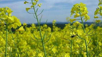 dichtbij omhoog van honing bij bestuiven en verzamelen nectar van geel bloeiende bloemen Aan veld. video