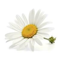 Daisy flower isolated on white background as package design element, generate ai photo