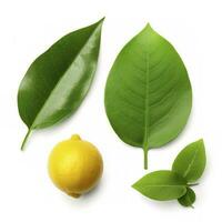 Fresh lemon with green leaves isolated on white background, generate ai photo
