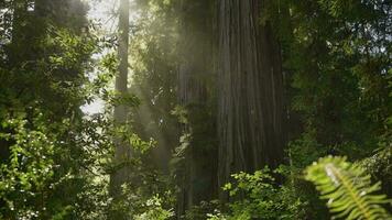 zonnig sequoia Woud landschap video