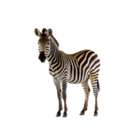 zebra png AI generative