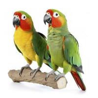 parrots isolated on white background, generate ai photo