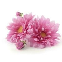 Pink flowers isolated on white background, generate ai photo