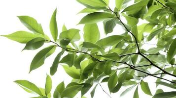 Green tree leaves and branches isolated on white background, generate ai photo