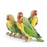 parrots isolated on white background, generate ai photo