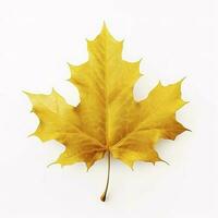 yellow maple leaf leaves on white background, generate ai photo