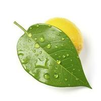 Citrus Lemon leaf with water drops isolated on white background, generate ai photo