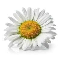 Daisy flower with isolated on white background, generate ai photo