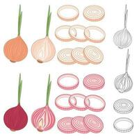 Illustration of whole and sliced red and yellow onions, both in their natural colors and in black and white. vector
