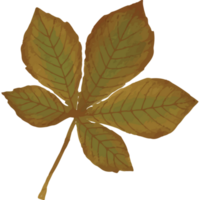 herfst bladeren klem kunst element transparant achtergrond png