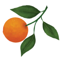 Whole orange, sliced orange, splash orange juice, drop orange oil, Orange leaves Clip art Element Transparent Background png