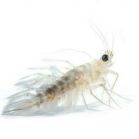 ghost shrimp isolated on white background, generate ai photo