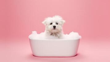 Cute little puppy in bathroom. Illustration photo