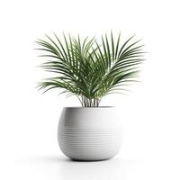 Home plant in flower pot isolated. Illustration photo