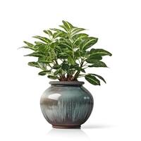 Home plant in flower pot isolated. Illustration photo