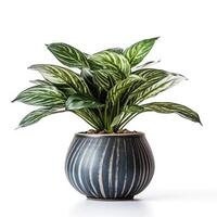 Home plant in flower pot isolated. Illustration photo