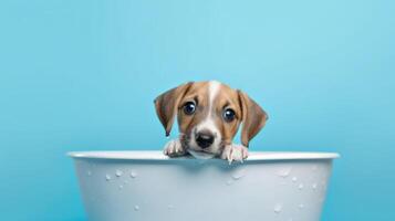 Cute little puppy in bathroom. Illustration photo