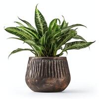 Home plant in flower pot isolated. Illustration photo