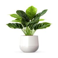 Home plant in flower pot isolated. Illustration photo