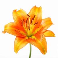 Orange Lilly flower isolated. Illustration photo