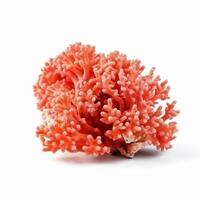 Coral isolated. Illustration photo