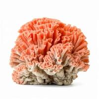 Coral isolated. Illustration photo