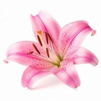 Pink Lilly flower isolated. Illustration photo