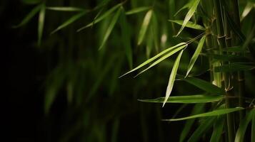 Natural background with bamboo. Illustration photo