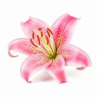 Pink Lilly flower isolated. Illustration photo