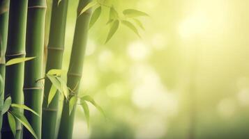 Natural background with bamboo. Illustration photo