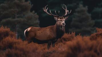 Red deer in forest. Illustration photo