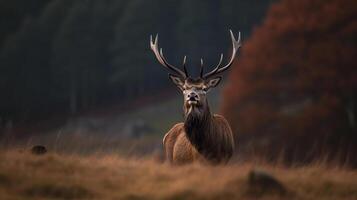 Red deer in forest. Illustration photo