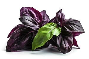 Green basil leaves with Clipping paths, full depth of field. Fresh red basil herb leaves isolated on white background. Purple Dark Opal Basil. Focus stacking, generate ai photo