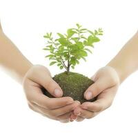 Environment Earth Day In the Tree plant in woman hand isolated on white background. Forest conservation concept, concept eco earth day. Saving the environment, ecology concept, generate ai photo