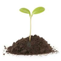 Green sprouts growing out from soil isolated on white background, Young plant of pomelo in soil humus on a white background, earth day concept, ecology concept, generate ai photo