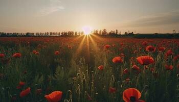 colorful daisies isolated on white background, generate ai photo