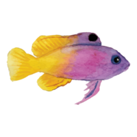 Sea Fish Transparent Background png