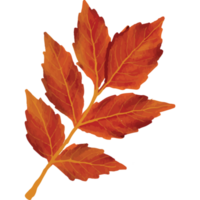 Autumn Leaves Clip art Element Transparent Background png