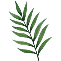 Tropical leaves Clip art Element Transparent Background png