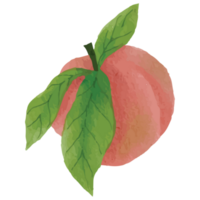 Peach Fruit Watercolor Clip art Element Transparent Background png