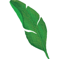 tropical hojas acortar Arte elemento transparente antecedentes png